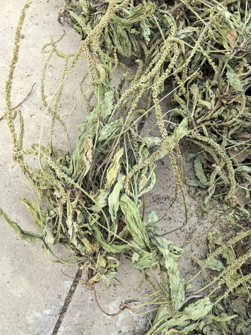 新货车前草个子产地一手货源物美价廉花茶厂专用