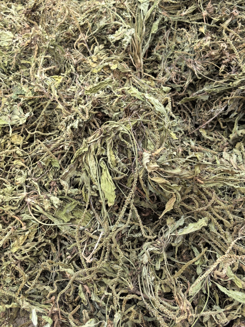 新货车前草个子产地一手货源物美价廉花茶厂专用