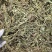 新货车前草个子产地一手货源物美价廉花茶厂专用
