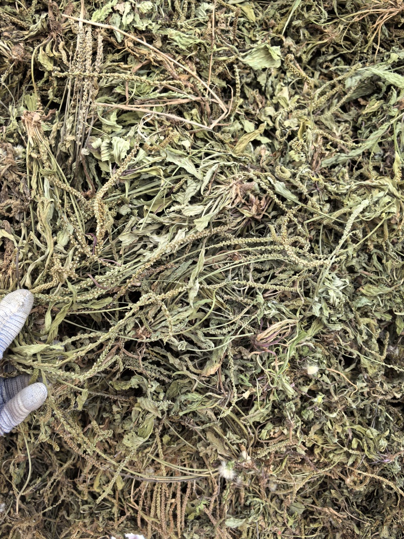 新货车前草个子产地一手货源物美价廉花茶厂专用
