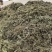 新货车前草个子产地一手货源物美价廉花茶厂专用