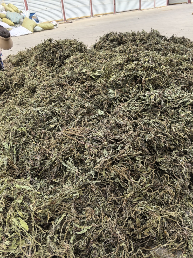 新货车前草个子产地一手货源物美价廉花茶厂专用