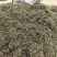 新货车前草个子产地一手货源物美价廉花茶厂专用