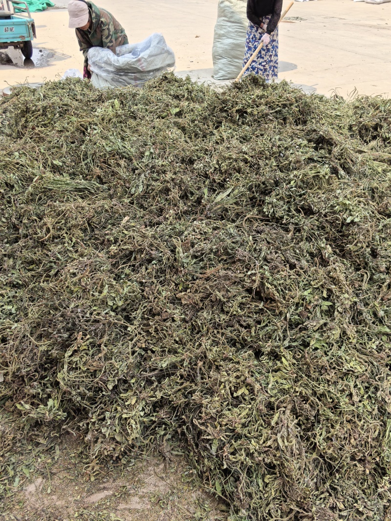 新货车前草个子产地一手货源物美价廉花茶厂专用