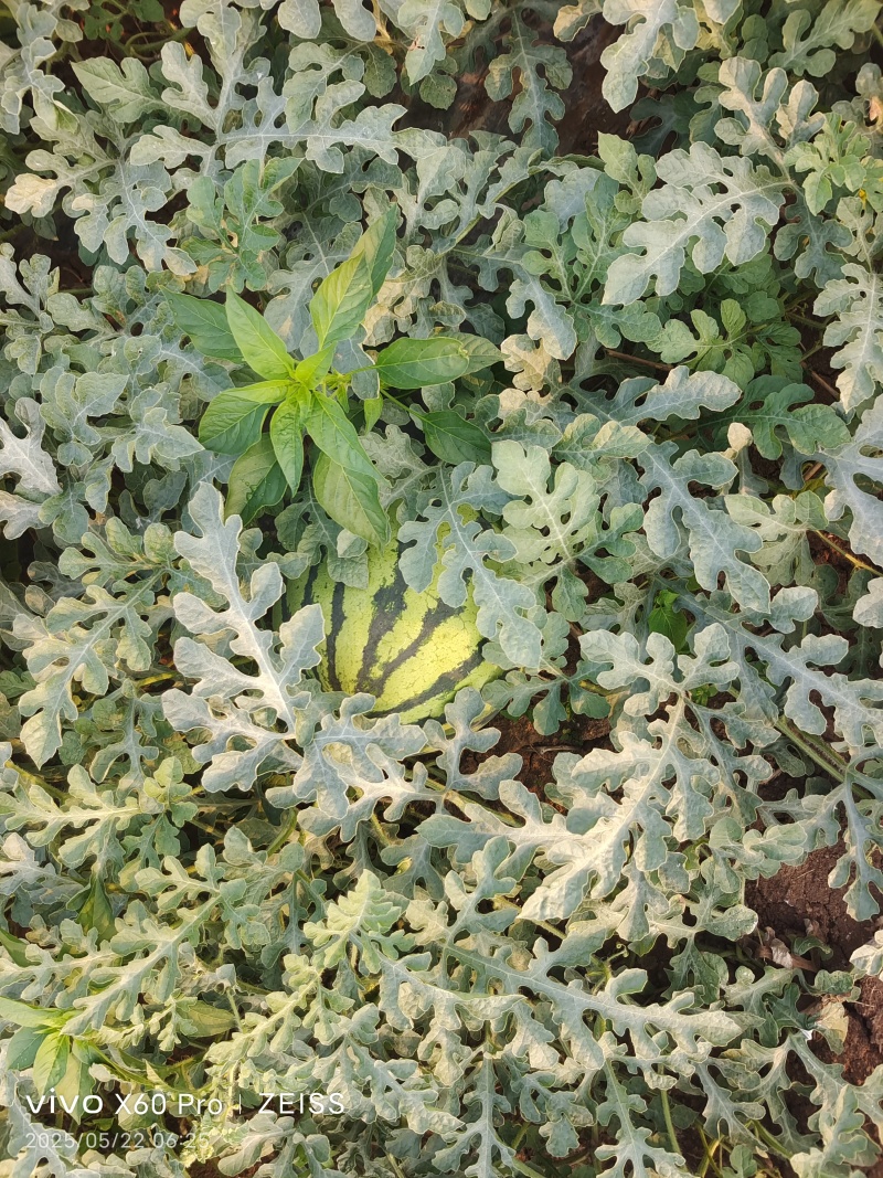 2025产新美都西瓜6斤打底8.0-9成熟1茬