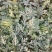 2025产新美都西瓜6斤打底8.0-9成熟1茬