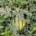 2025产新美都西瓜6斤打底8.0-9成熟1茬