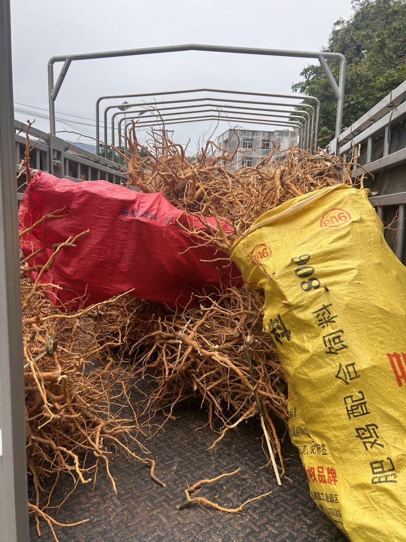 黄皮杜仲，金丝杜仲