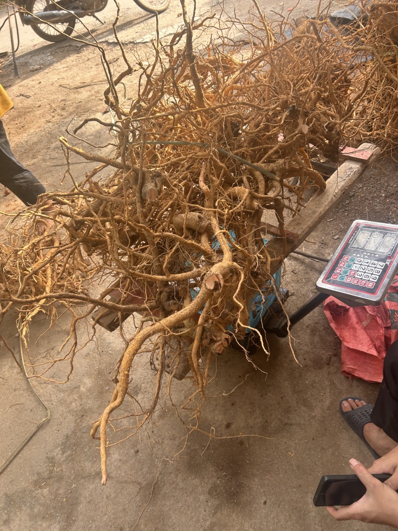 黄皮杜仲，金丝杜仲