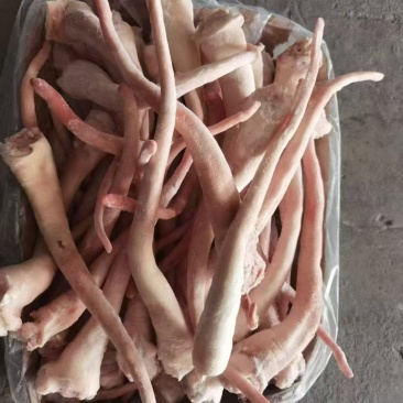 母猪长尾