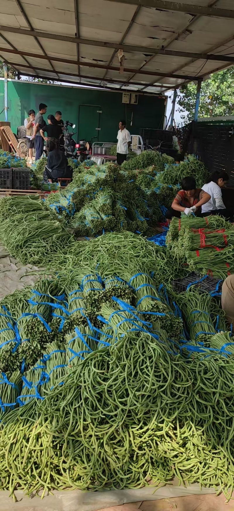 《精品豆角》青条豆角/长条豆角/河北豆角/全国供应批发
