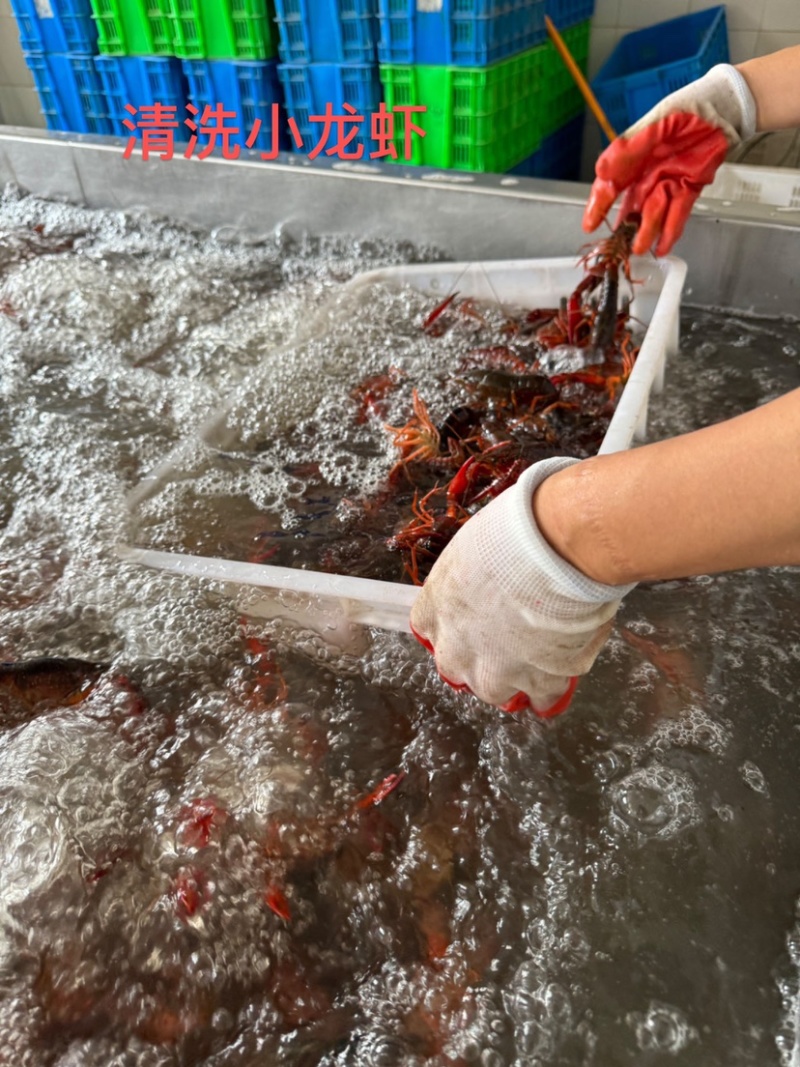 小龙虾全家桶、麻辣，蒜泥、花雕、柠檬清水，源头工厂