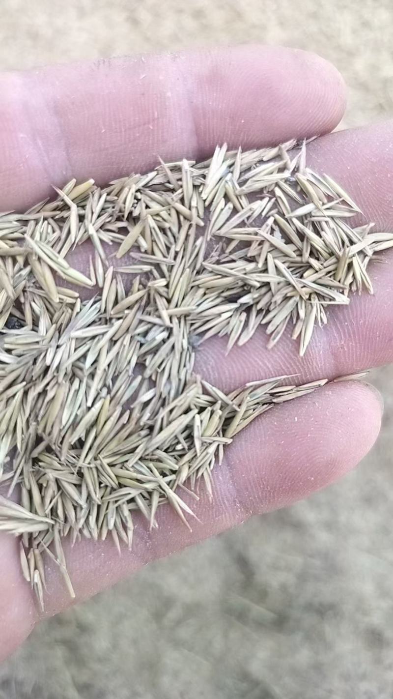 优质羊草种子，一手货源