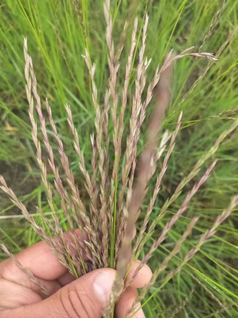 优质羊草种子，一手货源