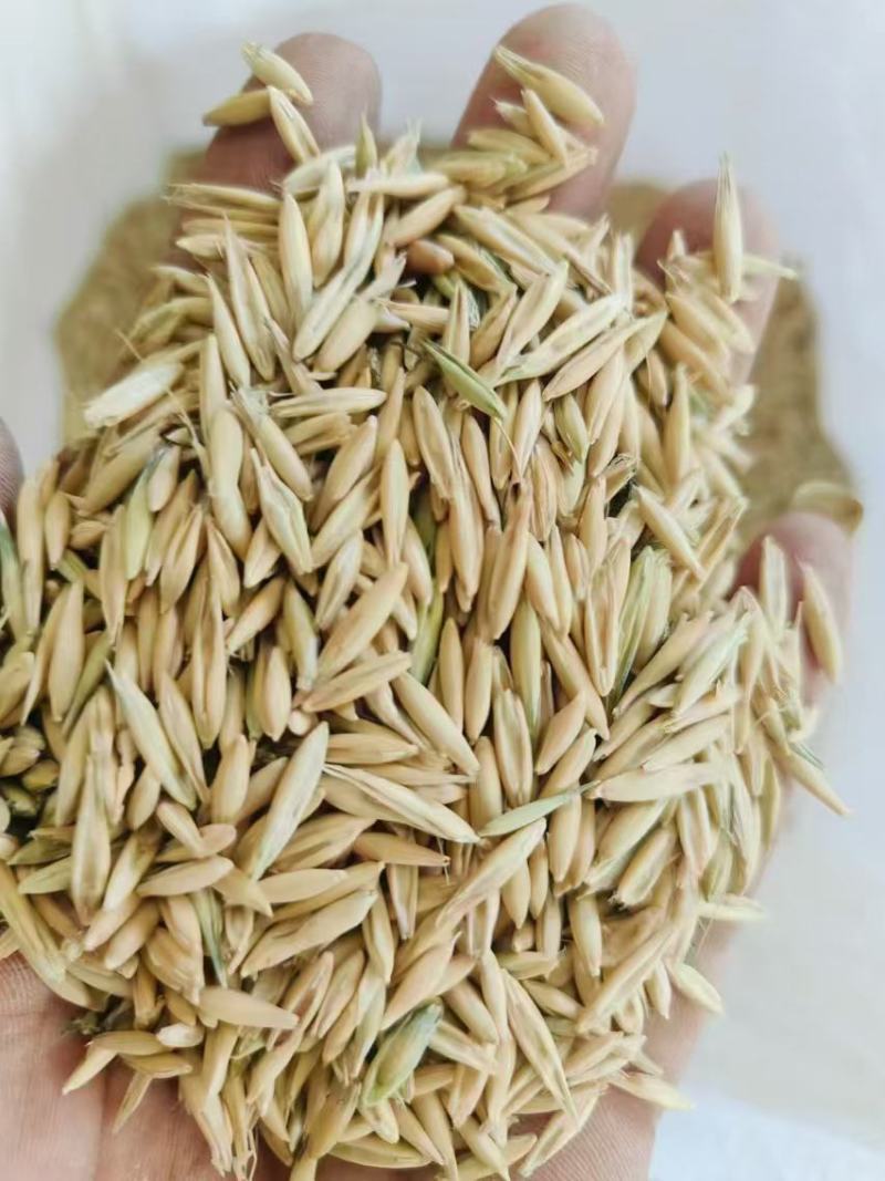 燕麦种子燕麦牧草种籽适简单易种高营养春秋季种植多次收牧草