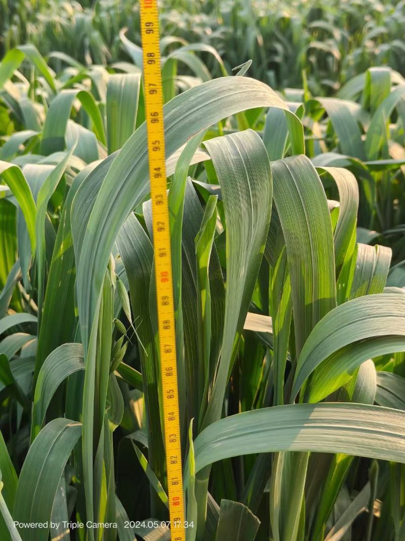 燕麦种子燕麦牧草种籽适简单易种高营养春秋季种植多次收牧草