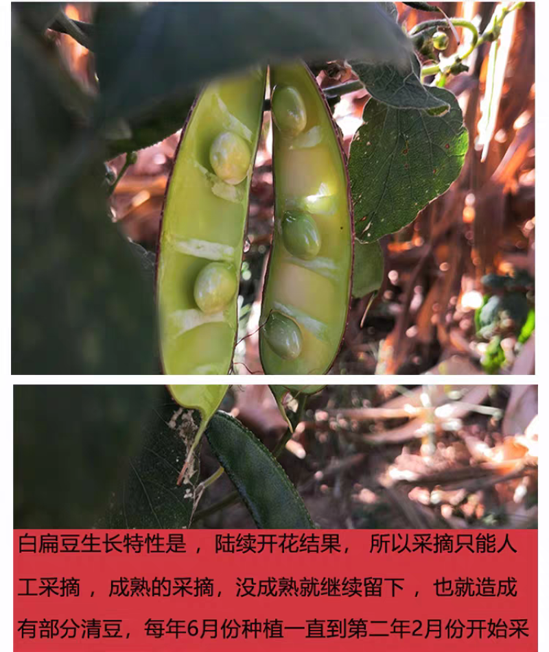 包邮）25年云南白扁豆农家黑边老品种新货2500g