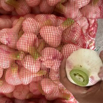 精品大蒜干蒜鲜蒜品类齐全产地直发量大从优