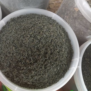 马边高山绿茶，日照充足