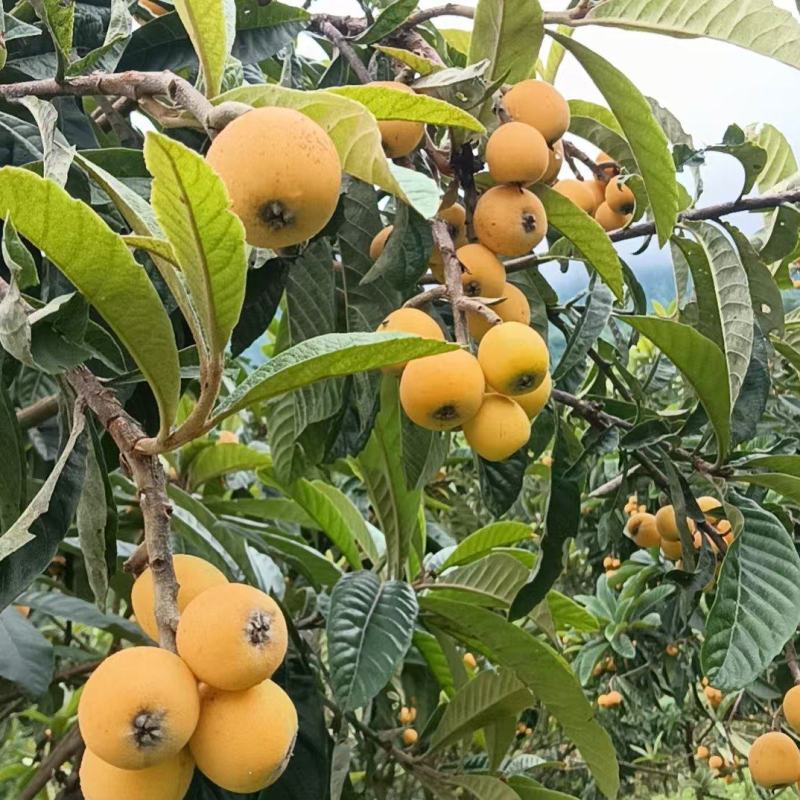 冠玉枇杷