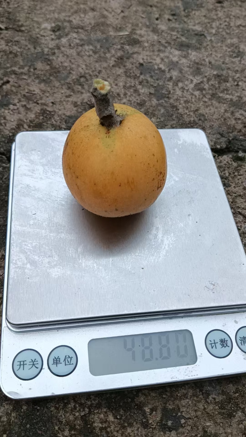 冠玉枇杷