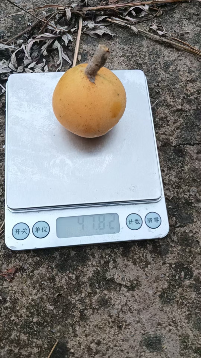 冠玉枇杷