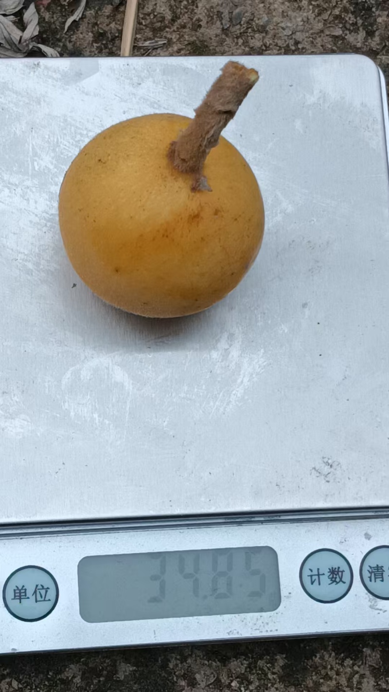 冠玉枇杷