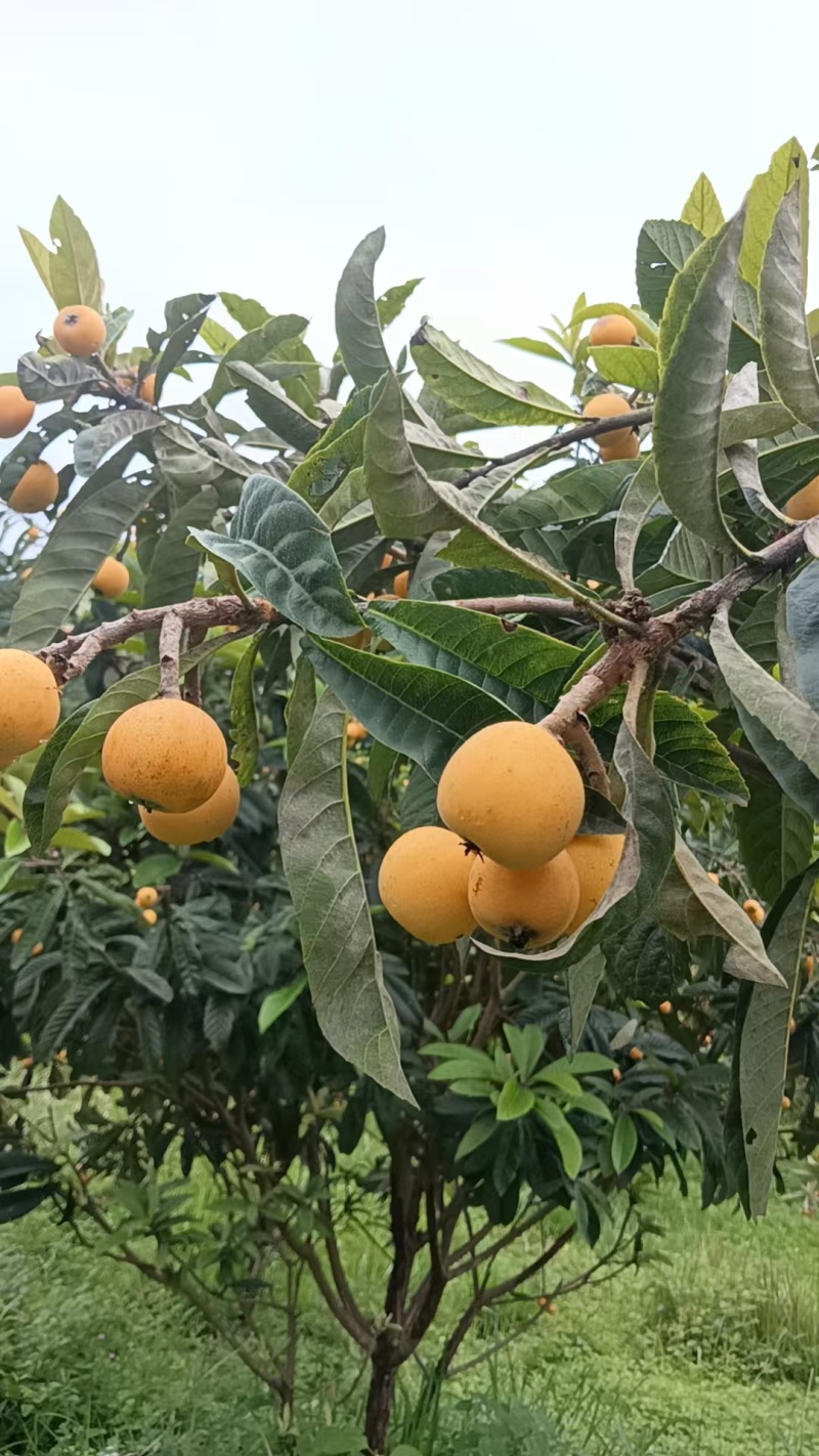 冠玉枇杷