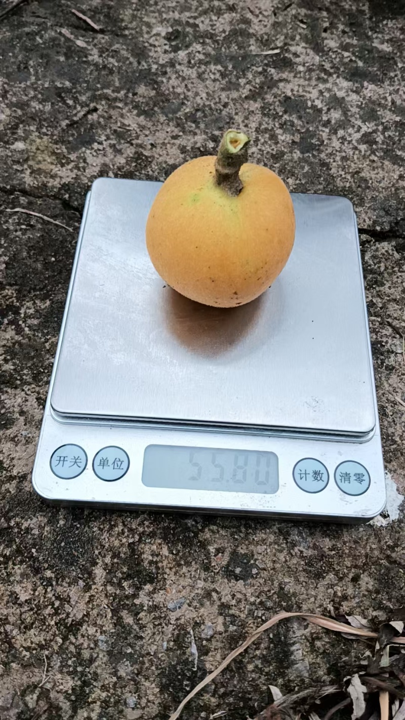 冠玉枇杷