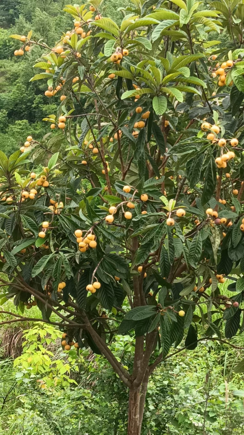 冠玉枇杷