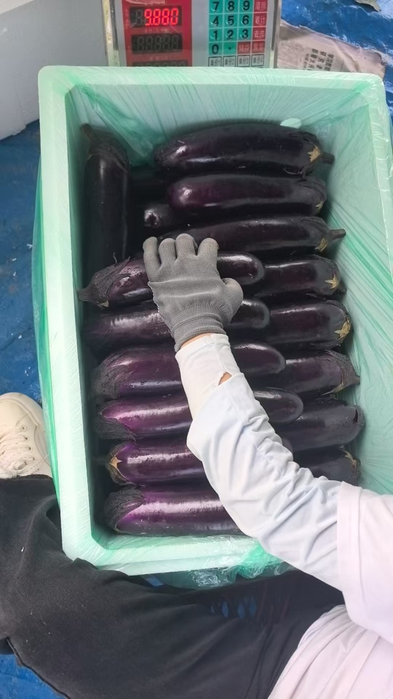 贵州精品烧烤茄。大量供应。支持各种包装，支持市场商超电商