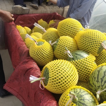 蒲城甜王，四k，金城五，，慕田加宝，吊瓜，正在热销中欢迎