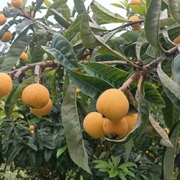 冠玉枇杷