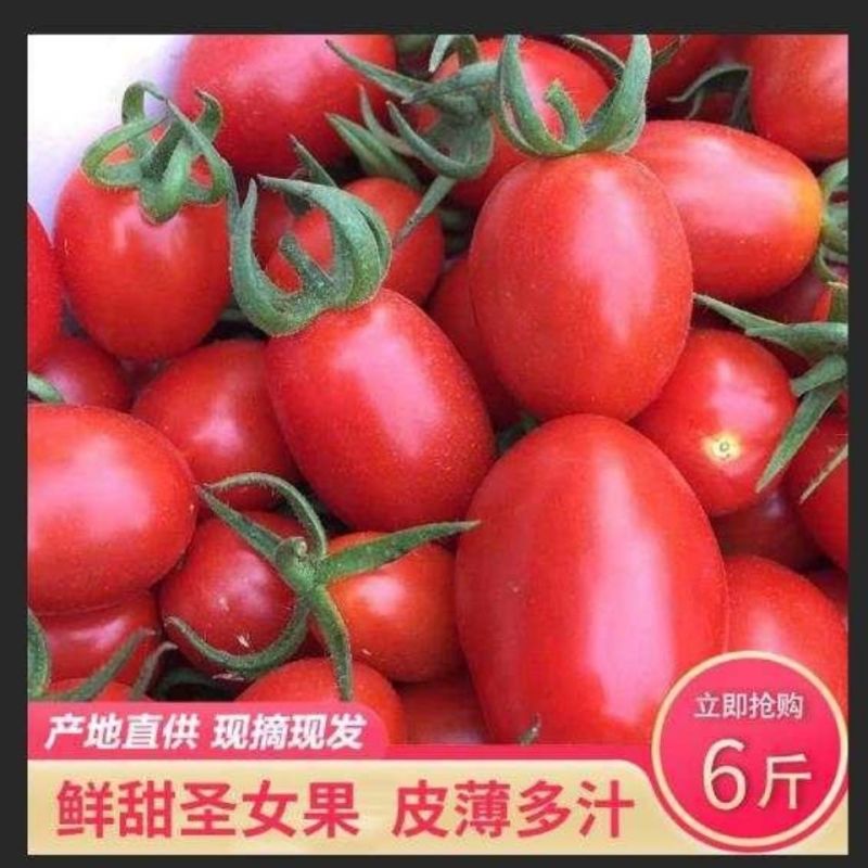 现采圣女果乌梅小番茄西红柿新鲜水果樱桃番茄新鲜蔬菜水果包邮