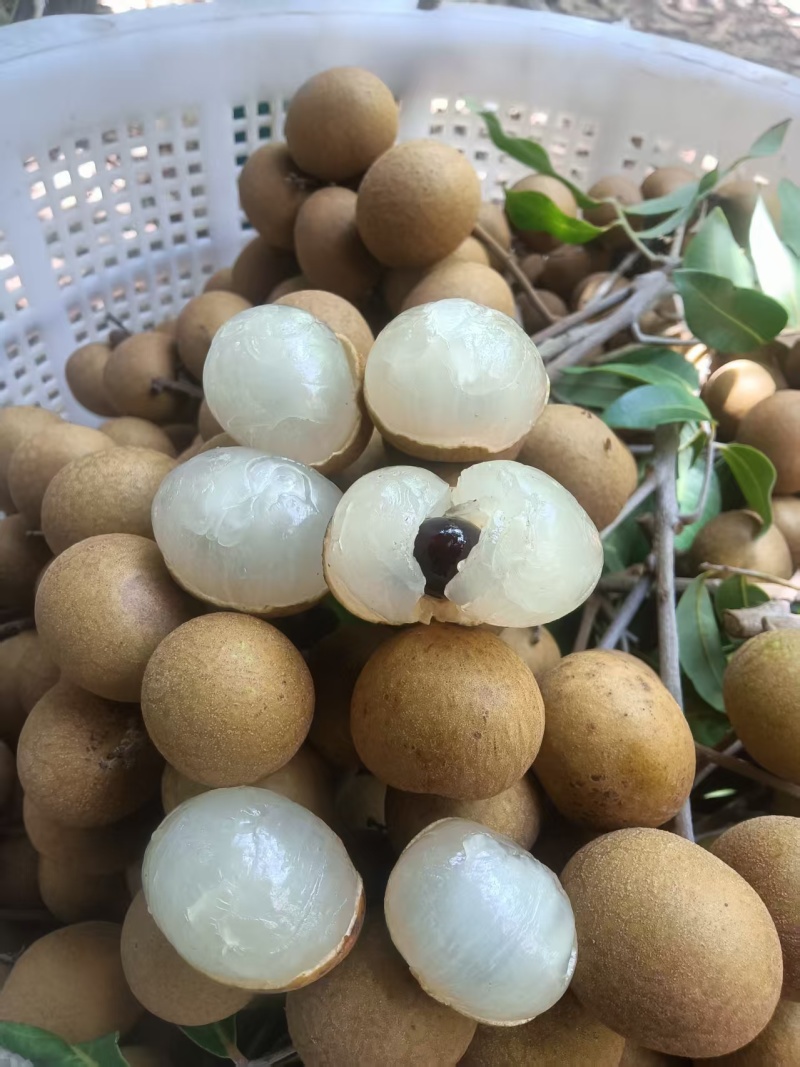 储良龙眼