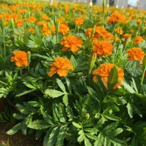孔雀草皮桶孔雀草双色盆黄色橘红色亩时令草