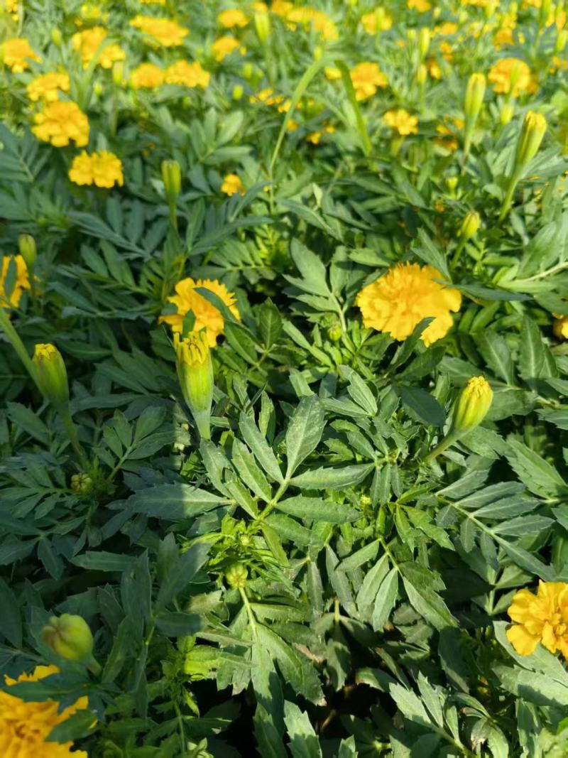 孔雀草皮桶孔雀草双色盆黄色橘红色亩时令草