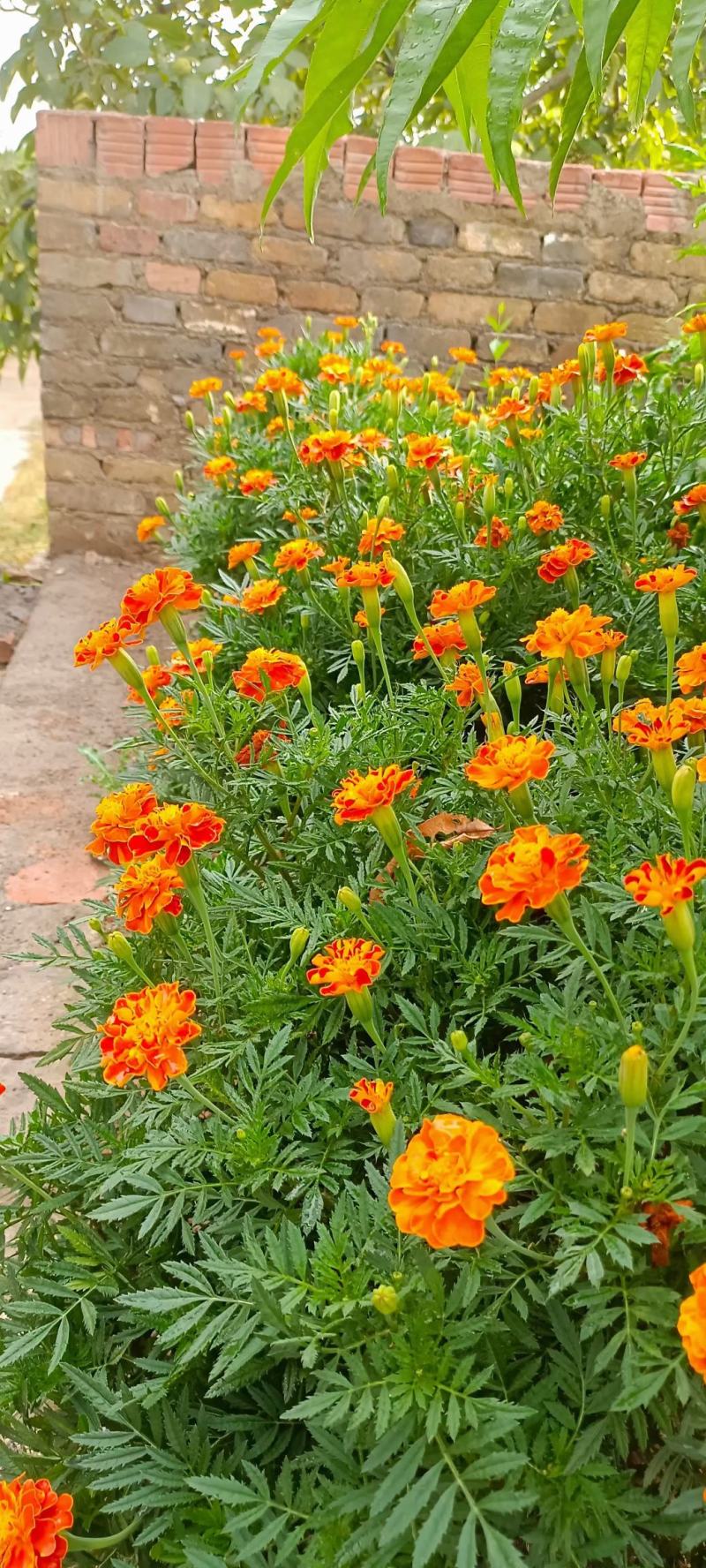 孔雀草皮桶孔雀草双色盆黄色橘红色亩时令草