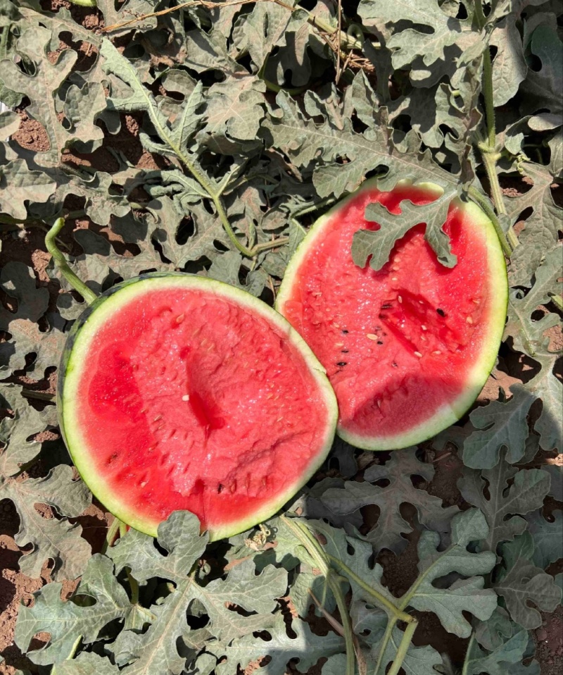 【推荐】宁夏甜王西瓜代办包熟包甜给供应市场商超量大从优