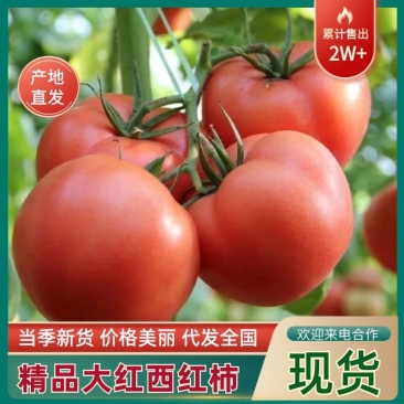 万亩露天西红柿大量上市价格美丽规格齐全可对接全国市场电商