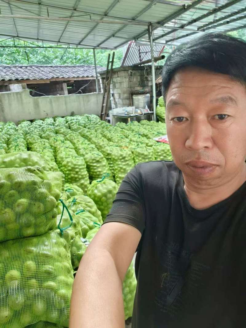 四川青皮核挑，成熟早，仁子白，吃着香。一手货源供应全国市