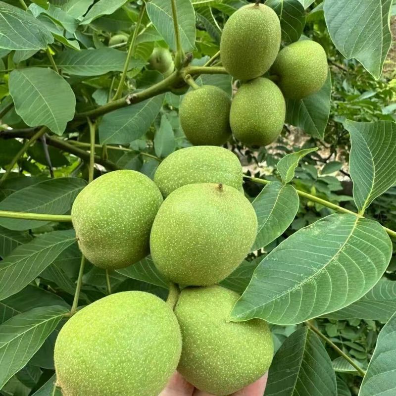四川青皮核挑，成熟早，仁子白，吃着香。一手货源供应全国市