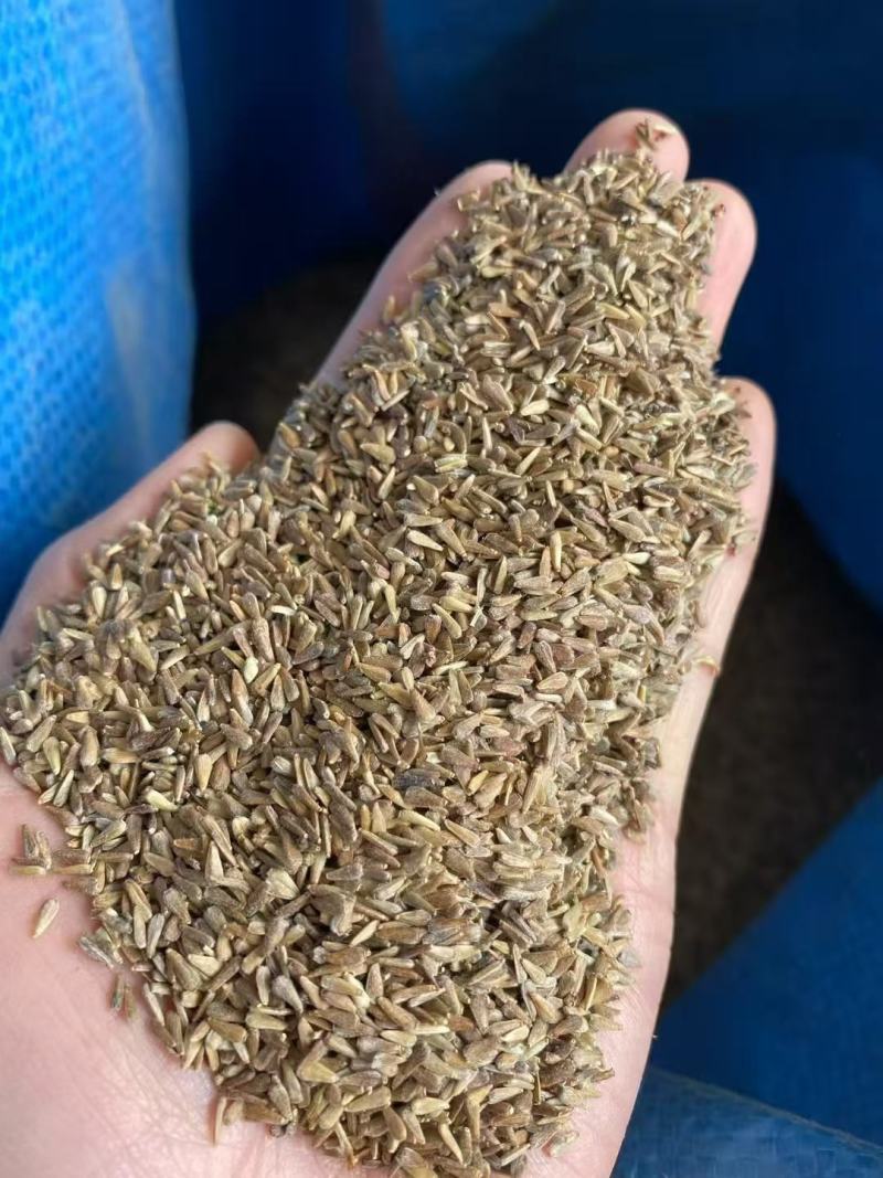 四季种植翠菊种子重瓣矮杆阳台庭院盆栽易活花草花卉菊花种子