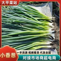 【精选】吉林产区万秀香葱大量有货产地直发香葱大量有货