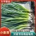 【精选】吉林产区万秀香葱大量有货产地直发香葱大量有货