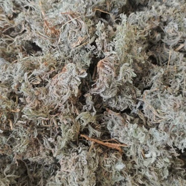 前期茵陈