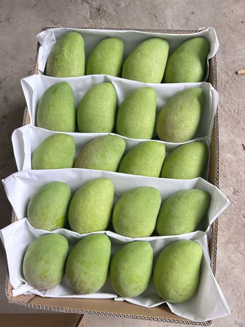 【实力热卖】台农芒云南芒果小台芒电商商超量大从优