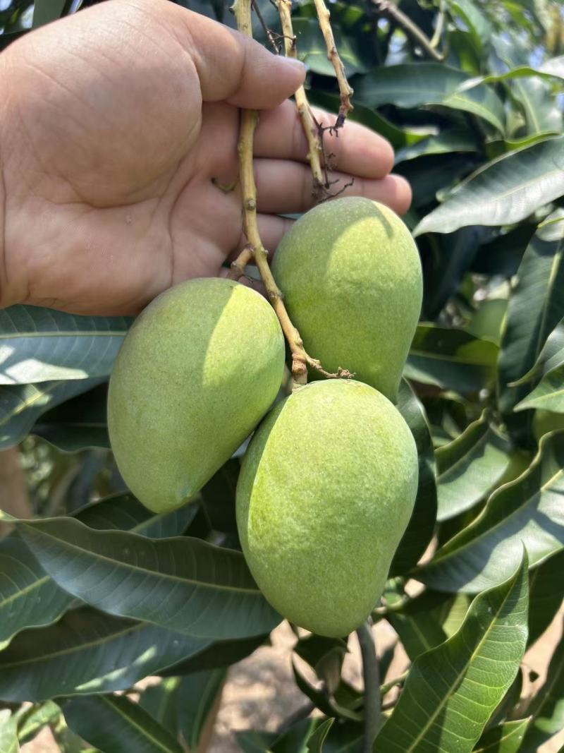 【实力热卖】台农芒云南芒果小台芒电商商超量大从优