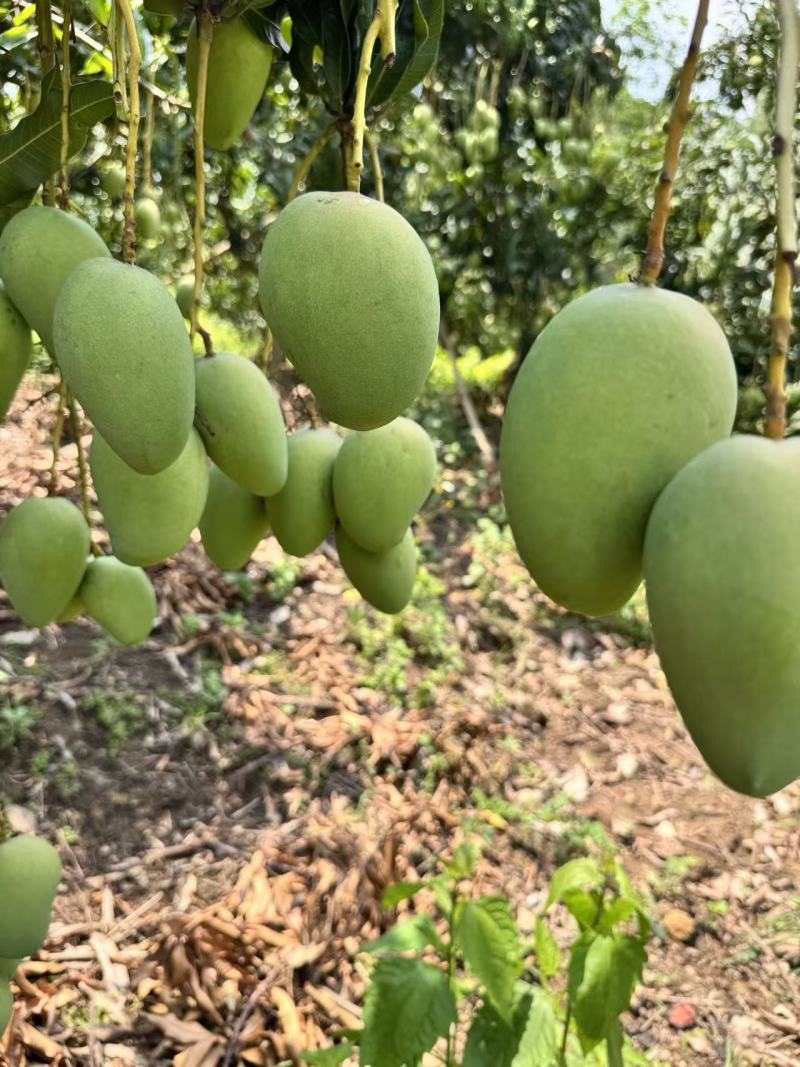 【实力热卖】台农芒云南芒果小台芒电商商超量大从优