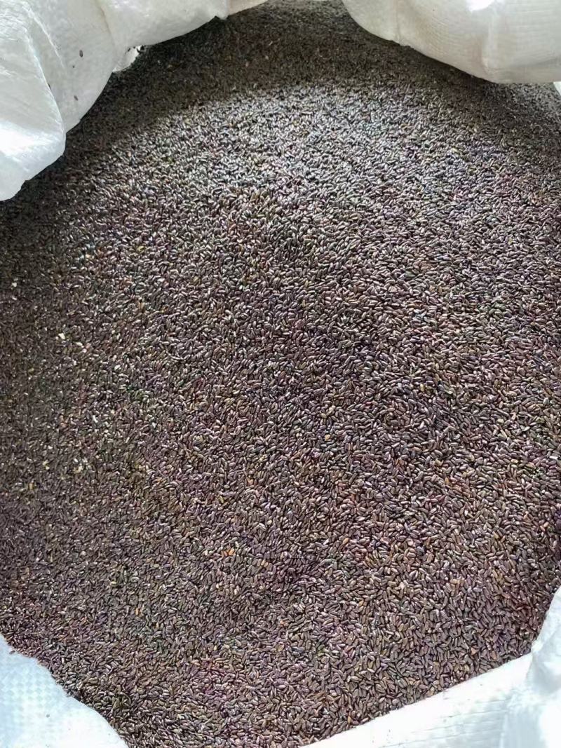 薰衣草花苗多年生耐寒耐热庭院种植盆栽花园小区阳台家庭观赏